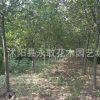 北美海棠苗批發(fā)工程綠化花木 園林精品盆景觀花植物北美海棠樹苗