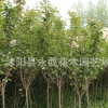 櫻花樹苗批發(fā)園林綠化花木庭院觀花植物日本重瓣櫻花小苗