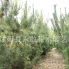 黑松苗批發(fā)工程綠化床苗四季常青庭院種植美化環(huán)境 黑松造型樹