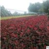 供應(yīng)紅葉石楠基地批發(fā)園林綠化苗木紅葉石楠球高桿紅葉石楠樹苗