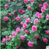 批發(fā)藤本月季薔薇歐洲月季大花灌木月季花苗藤本月季四季開花盆栽