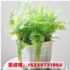 腎蕨 蜈蚣草 觀賞價值高 腎蕨盆栽 波斯頓蕨 四季常青凈化空氣