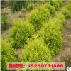 地被植物金葉蕕 規(guī)格齊全 綠化工程苗木 叢生金葉蕕樹苗 基地直銷