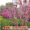 紫荊小苗 紫荊樹苗 滿條紅 庭院觀賞花 叢生紫荊冠大 規(guī)格齊全