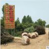 基地直銷工程綠化苗木 速生紫葉李 大規(guī)格紫葉李價格貨源充足