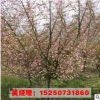 批發(fā)海棠小苗 垂絲海棠小苗 品種規(guī)格齊全 工程綠化苗木 基地直銷