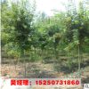 批發(fā)各種規(guī)格綠化苗 青桐苗 工程綠化苗木 青皮梧桐小苗 道路綠化