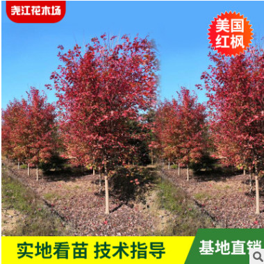 供應綠化喬木 美國紅楓 日本紅楓 紅梅 風景行道樹 苗木美國紅楓