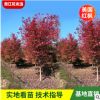 供應(yīng)綠化喬木 美國紅楓 日本紅楓 紅梅 風(fēng)景行道樹 苗木美國紅楓