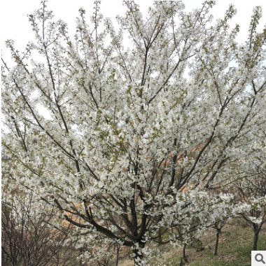 基地直銷園林種植綠化早櫻 風景早櫻樹 行道樹 多規格苗木早櫻