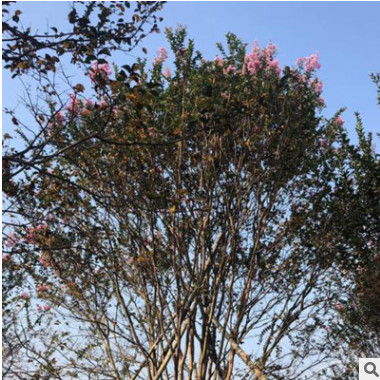 基地直供速生紫薇 規格齊全紫薇苗 百日紅樹苗速生紅火箭紫薇苗
