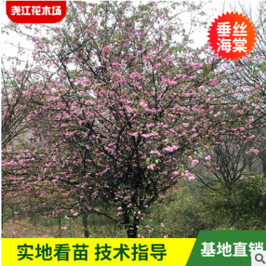 垂絲海棠花樹 苗庭院種植海棠風景樹 園林綠化苗木樹 垂絲海棠