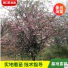 垂絲海棠花樹 苗庭院種植海棠風景樹 園林綠化苗木樹 垂絲海棠