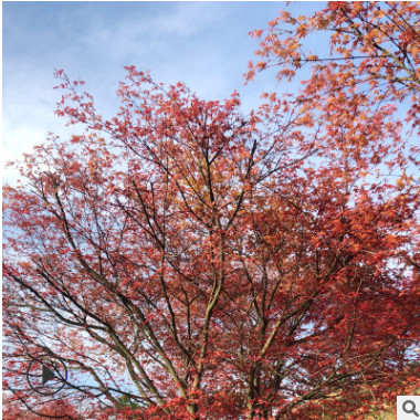 日本紅楓樹苗批發紅楓小苗園林行道植物工程庭院盆栽花卉綠化苗木