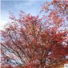 日本紅楓樹苗批發紅楓小苗園林行道植物工程庭院盆栽花卉綠化苗木