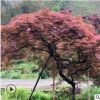 基地批發羽毛楓行道綠化別墅庭院造型羽毛楓風景樹規格齊全