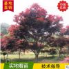 基地直銷紅楓樹苗嫁接中國紅楓樹苗工程綠化苗木批發園林植物批發