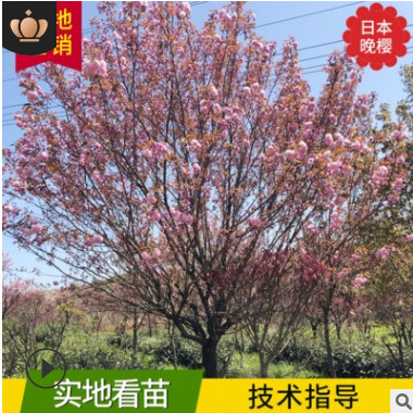 小苗櫻花 庭院花卉 易活公園道路綠化晚櫻 基地現貨日本晚櫻