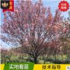 小苗櫻花 庭院花卉 易活公園道路綠化晚櫻 基地現貨日本晚櫻