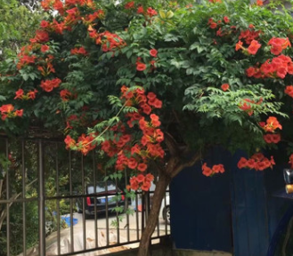 凌霄花苗爬藤植物美國庭院花園攀援花卉陽臺藤本盆栽炮仗花喇叭花