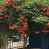 凌霄花苗爬藤植物美國庭院花園攀援花卉陽臺(tái)藤本盆栽炮仗花喇叭花
