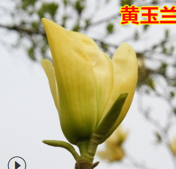 紫玉蘭樹苗 白玉蘭苗 黃玉蘭 玉蘭花苗 紅玉蘭小苗 庭院綠化苗木
