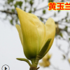 紫玉蘭樹苗 白玉蘭苗 黃玉蘭 玉蘭花苗 紅玉蘭小苗 庭院綠化苗木