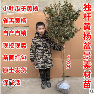 黃楊樹苗盆景素材小葉獨桿黃楊苗瓜子黃楊高樁造型大型庭院批發