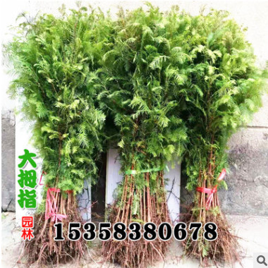 水杉樹苗盆景小苗植物室內樹木南方大型金葉杉樹苗地栽樹綠化苗木