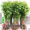 水杉樹苗盆景小苗植物室內(nèi)樹木南方大型金葉杉樹苗地栽樹綠化苗木