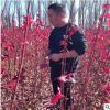 紅楓樹苗四季中國紅庭院美國日本紅舞姬盆景園林綠化植物低價(jià)批發(fā)