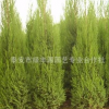 專業供應四季常青蜀檜苗 直銷現挖現賣蜀檜小苗 量大從優