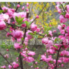 大量批發易成活榆葉梅 供應風景樹榆葉梅 觀花榆葉梅基地 易成活