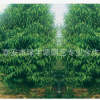 各種高度龍柱碧桃 園林綠化龍柱碧桃 直銷現挖現賣龍柱碧桃