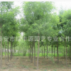 批發國槐樹苗 專業供應大小規格國槐苗 速生國槐苗 量大從優