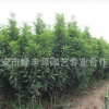 新品種龍柱碧桃 大量供應龍柱碧桃 自產自銷龍柱碧桃