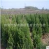 綠化工程蜀檜苗 批發出售規格全蜀檜樹苗 直銷山東蜀檜苗
