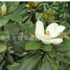 多規格白玉蘭 紅玉蘭 廣玉蘭工程苗 全國批發 歡迎來電