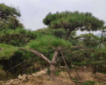 大量銷售綠化工程景松苗 各種規格現挖現賣現挖現賣造型景松