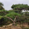 大量銷售綠化工程景松苗 各種規格現挖現賣現挖現賣造型景松