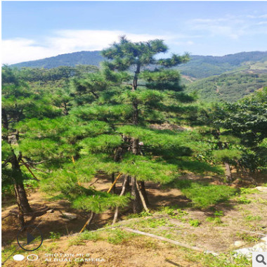 苗木基地銷售景松 現挖現賣保濕發貨規格多樣造型景松