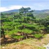 苗木基地銷售景松 現挖現賣保濕發貨規格多樣造型景松