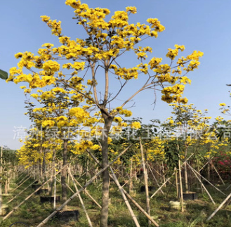 全冠黃花風(fēng)鈴木福建產(chǎn)地直銷骨架黃花風(fēng)鈴木紫花風(fēng)鈴木 各種喬木