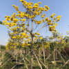 全冠黃花風(fēng)鈴木福建產(chǎn)地直銷骨架黃花風(fēng)鈴木紫花風(fēng)鈴木 各種喬木