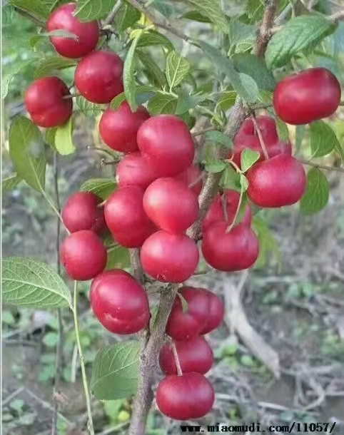 鈣果苗