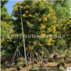 福建移植黃花槐基地批發(fā)精品黃花槐 叢生黃花槐各種規(guī)格黃花槐