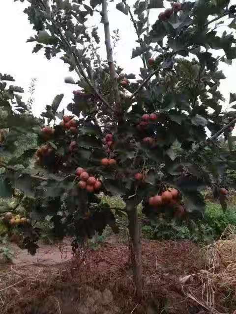 山楂樹