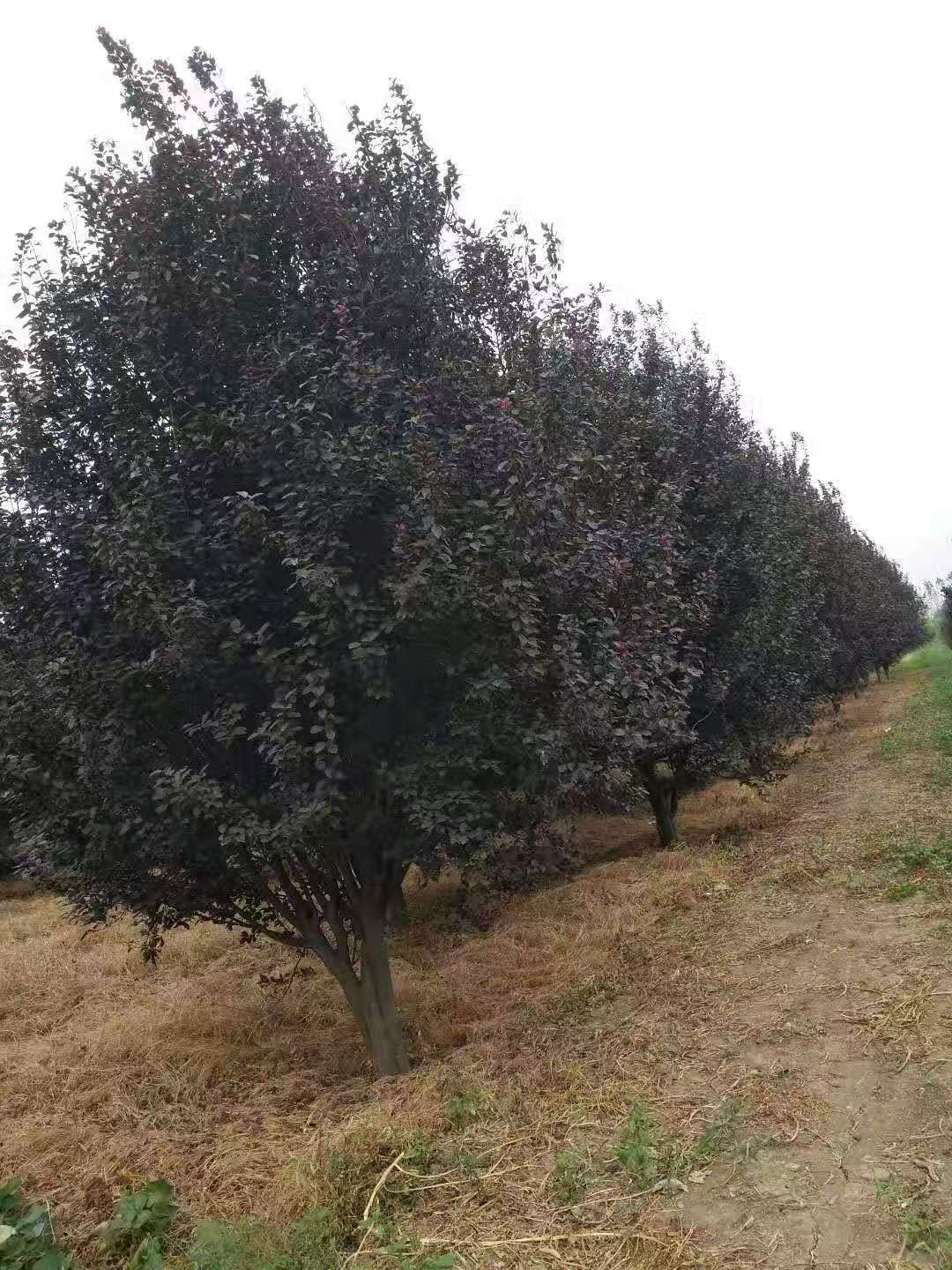 紅葉李