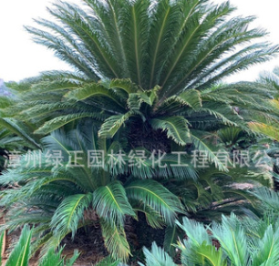 精品多頭鐵樹盆景種植基地直銷云南多頭蘇鐵鐵樹地栽批發(fā)各種鐵樹