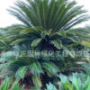精品多頭鐵樹盆景種植基地直銷云南多頭蘇鐵鐵樹地栽批發(fā)各種鐵樹
